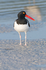 Image showing American Oystercatcher on gray beach sand