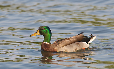 Image showing Male Mallard, Anas platyrhynchos, duck