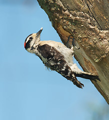 Image showing Downy Woodpecker, Eudocimus albus