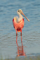 Image showing Rosette Spoonbill in shallow blue water 