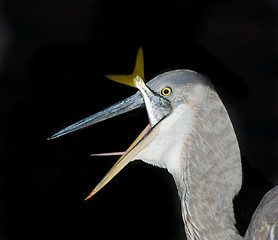 Image showing Great Blue Heron eating a fish