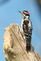 Image showing Downy Woodpecker, Eudocimus albus