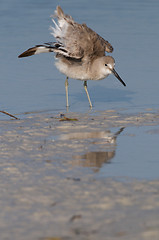 Image showing Eastern Willet stretching wings 