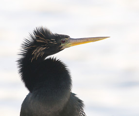 Image showing Anhinga, Anhinga, anhinga, portrait 