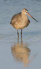 Image showing Marbled Godwit in blue water
