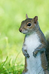 Image showing Eastern Gray Squirrel, Sciurus carolinensis, portrait