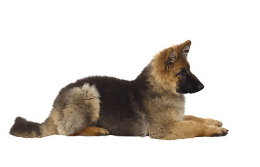 Image showing puppy of german shepard