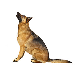 Image showing german shepard on white