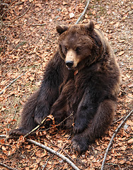 Image showing brown bear portrait