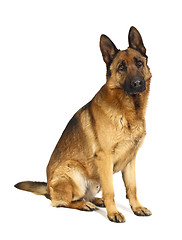 Image showing german shepard on white