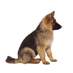 Image showing puppy of german shepard