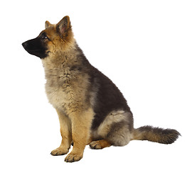 Image showing puppy of german shepard dog