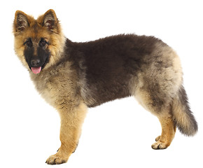 Image showing german shepard puppy on white