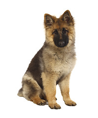 Image showing puppy of german shepard