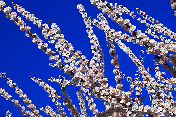 Image showing cherry blossom branch