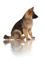 Image showing puppy of german shepard