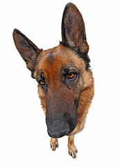 Image showing isolated funny dog