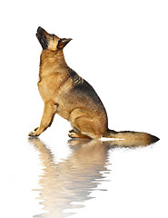 Image showing german shepard on white