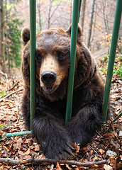 Image showing brown bear in a cage