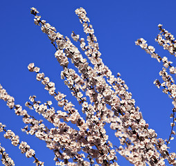 Image showing cherry blossom branch