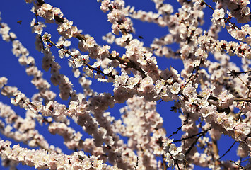 Image showing cherry blossom background