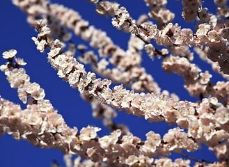 Image showing cherry blossom background