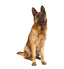 Image showing german shepard portrait