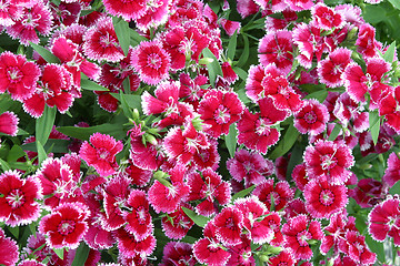 Image showing red flowers