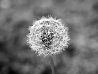 Image showing Dandelion