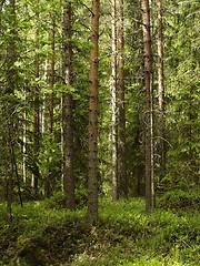 Image showing conifers forest