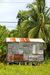 Image showing ramshackle zinc clapboard house jungle Corn Island Nicaragua