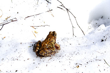 Image showing Old frog isolated on the snow in spring