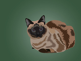 Image showing sitting siamese cat