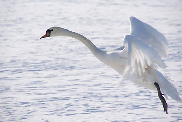 Image showing White swan 