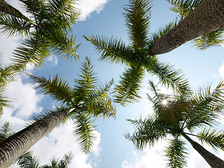 Image showing Coconut trees