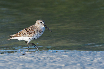 Image showing Least Sandpiper in shallow water 