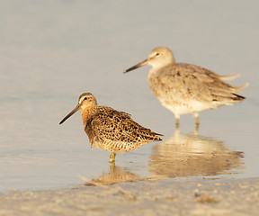 Image showing Red Knot in breeding plumage
