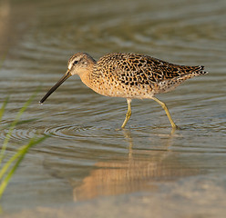 Image showing Red Knot in breeding plumage