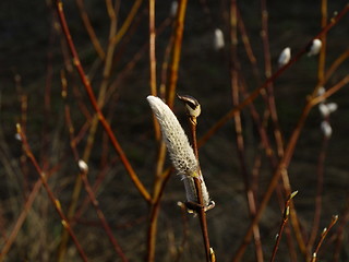 Image showing willow