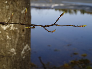 Image showing sprouts next to lake