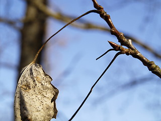 Image showing Autumn or Spring