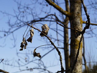 Image showing Autumn or Spring