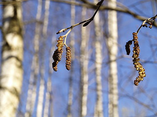 Image showing alder catkin