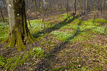 Image showing  Anemone Nemorosa and beech