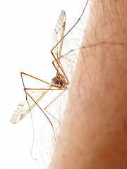 Image showing Mosquito