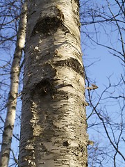 Image showing birch bark