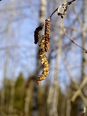 Image showing alder catkin