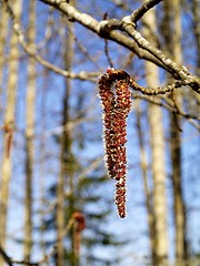 Image showing alder catkin