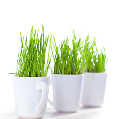 Image showing green grass in coffee cups 