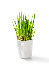 Image showing fresh green grass in coffee cup